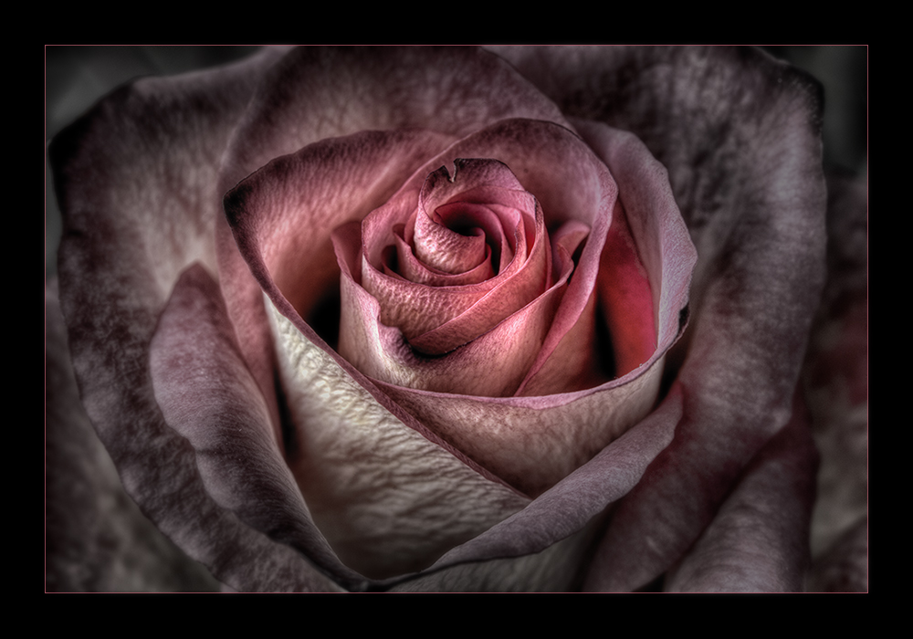 Nur eine Rose