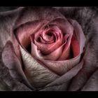 Nur eine Rose