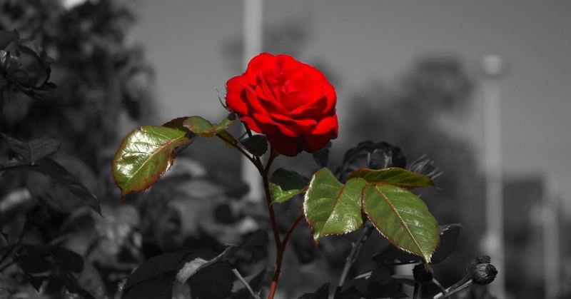 Nur eine Rose