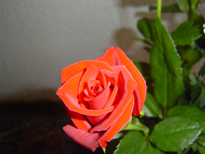 Nur eine Rose ...