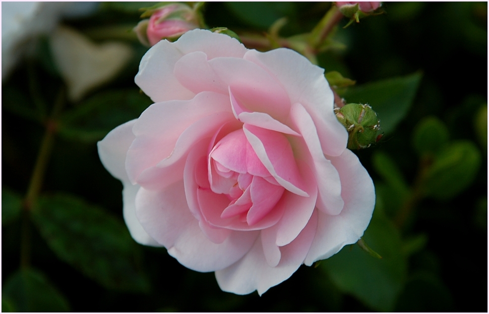 'nur' eine Rose...