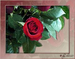 Nur eine Rose........