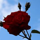 Nur eine Rose von vielen ...