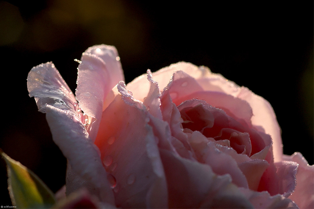 Nur eine Rosenblüte