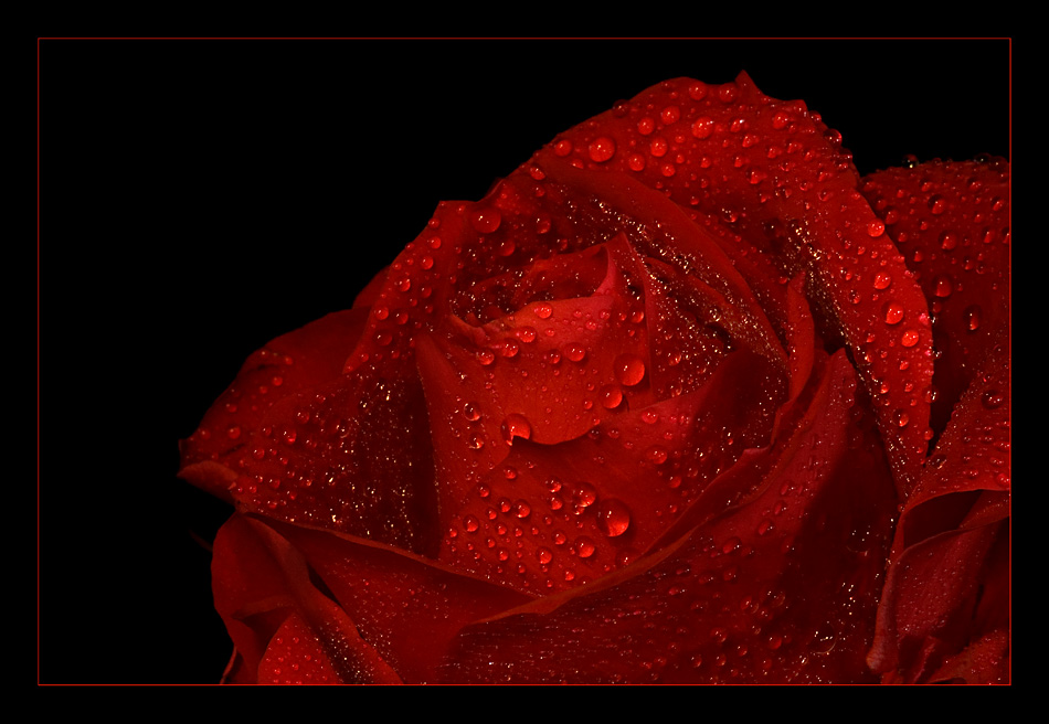 nur eine rote Rose im Regen