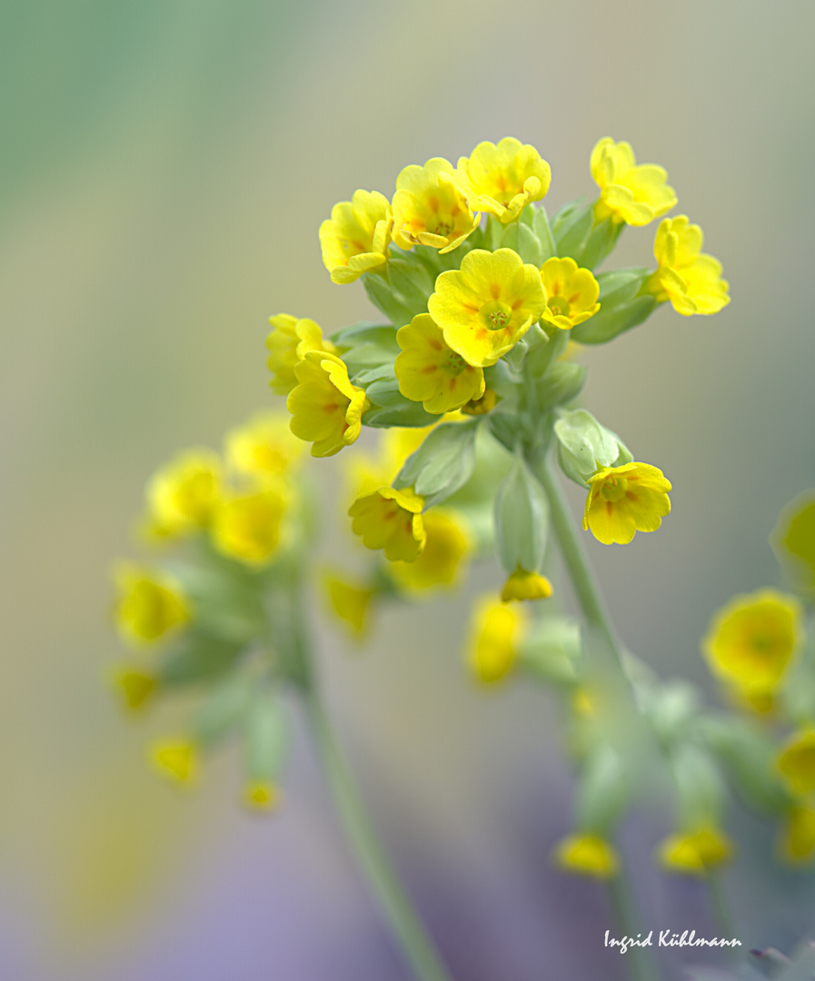 nur eine Schlüsselblume        