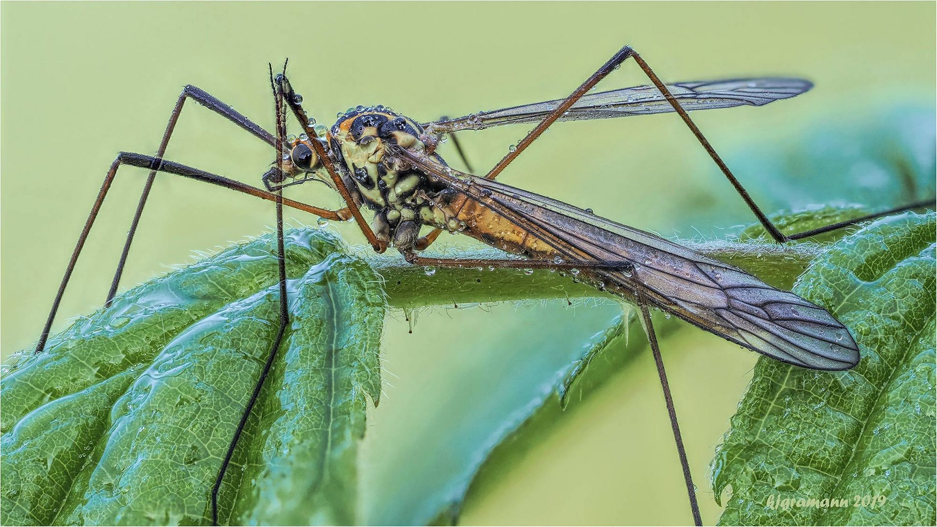 nur eine - schnake (tipula sp.).....