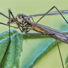 nur eine - schnake (tipula sp.).....