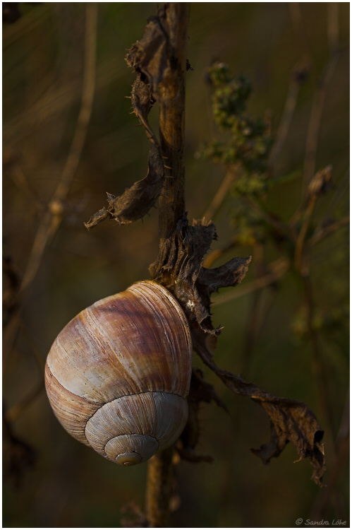 nur eine schnecke ;-)