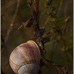 nur eine schnecke ;-)