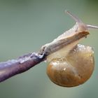 Nur eine Schnecke