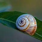 nur eine Schnecke