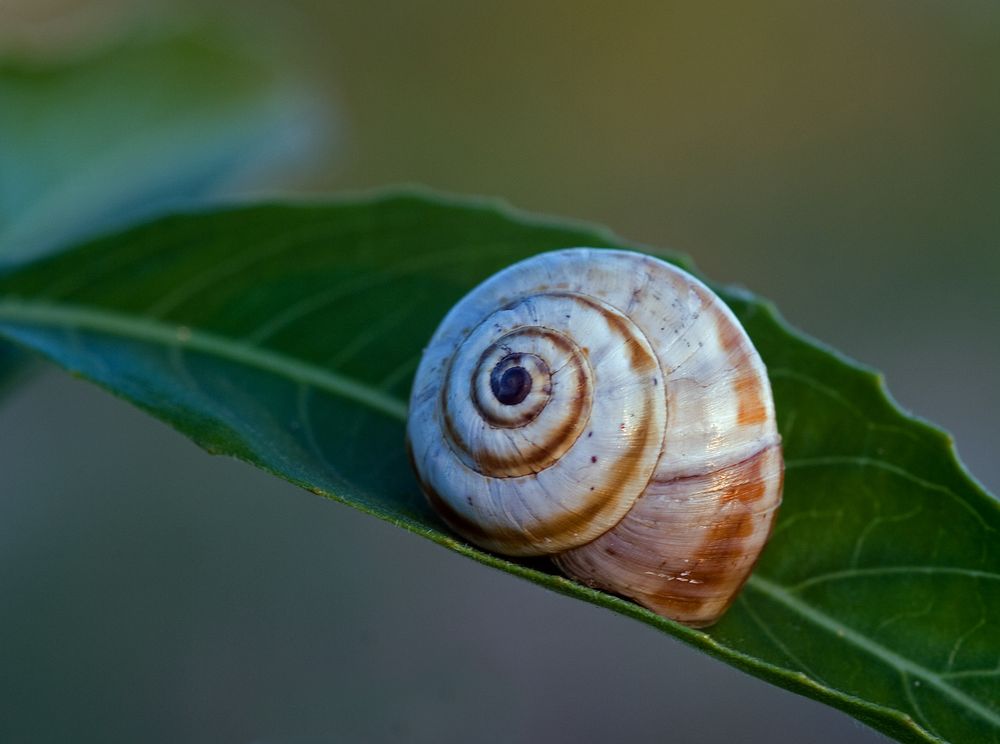 nur eine Schnecke