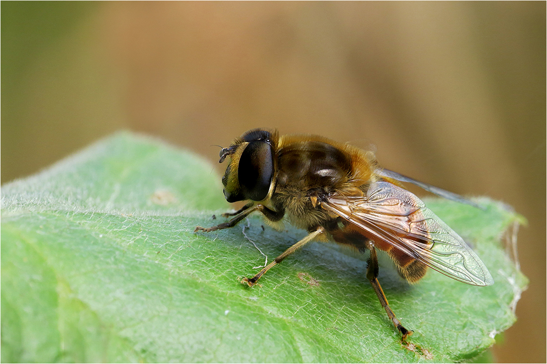 Nur eine Schwebfliege