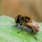 Nur eine Schwebfliege