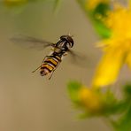 nur eine Schwebfliege