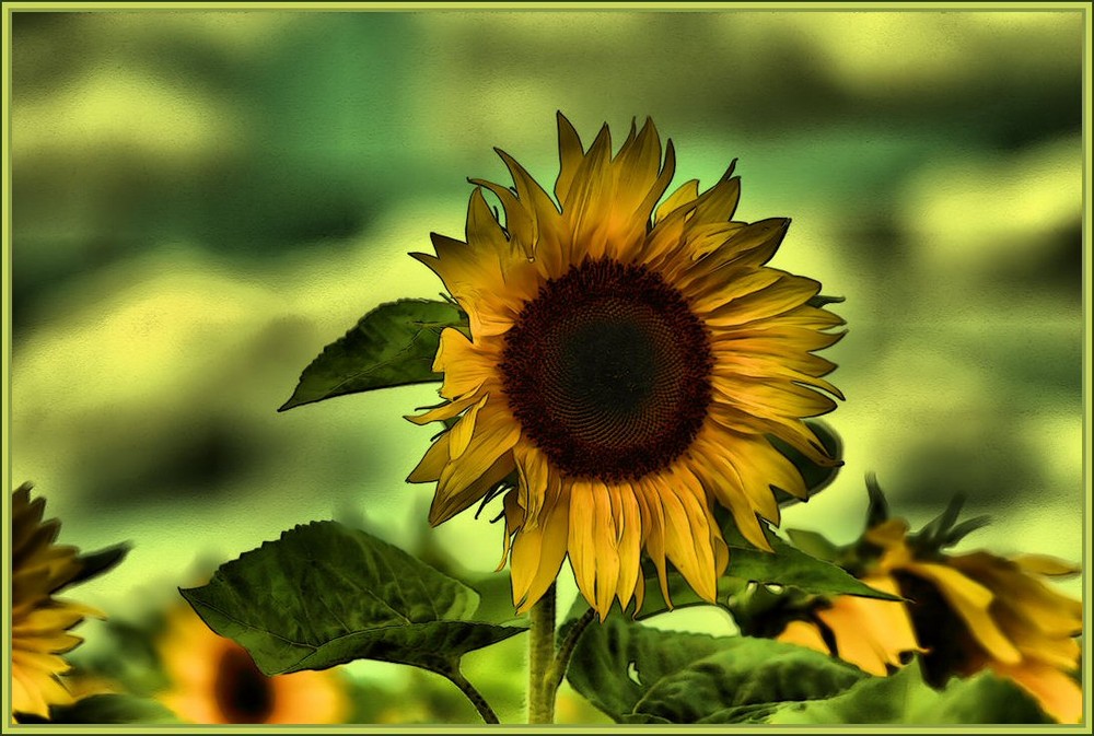 ......" Nur eine Sonnenblume......"!