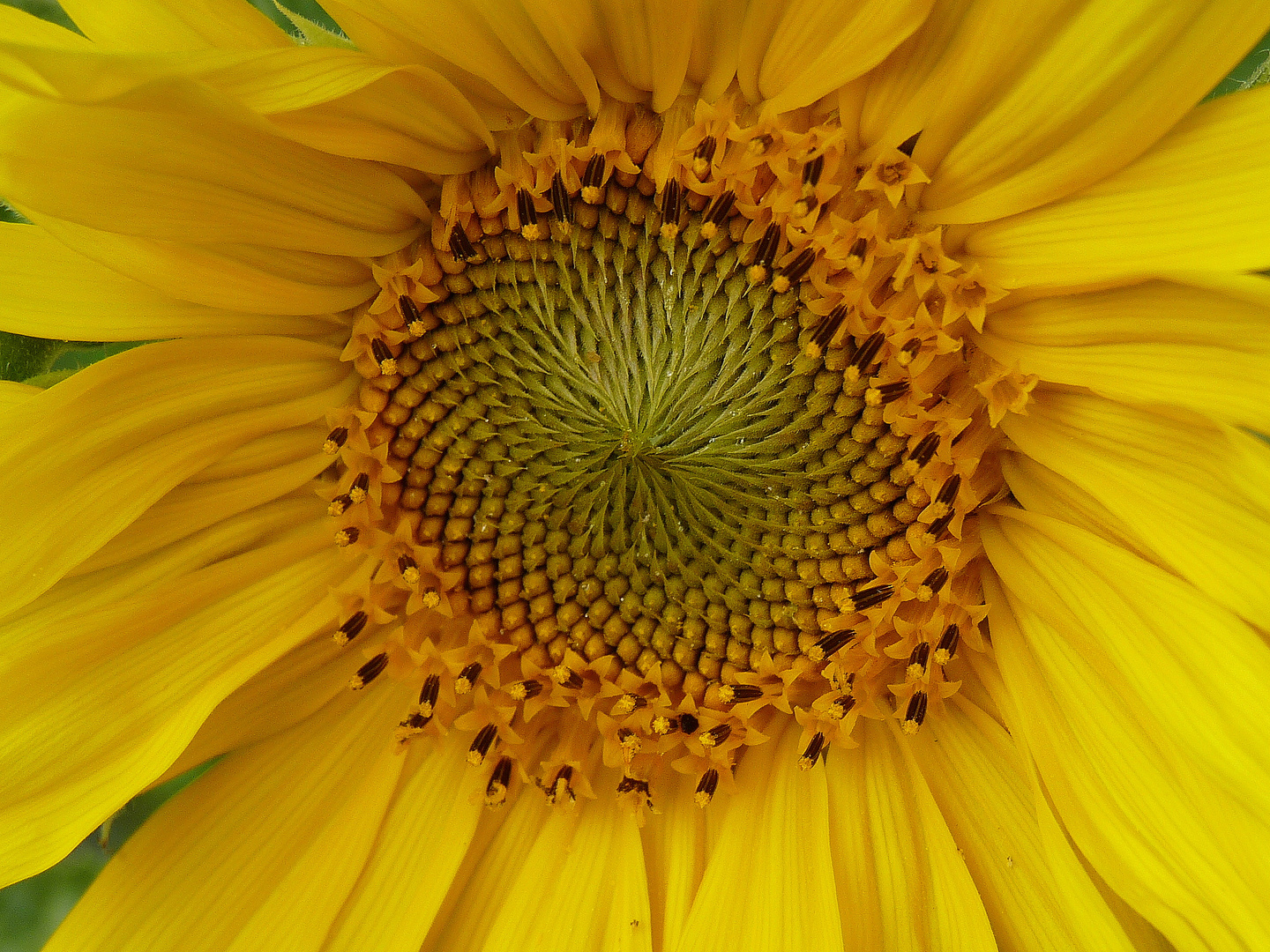 "nur" eine Sonnenblume