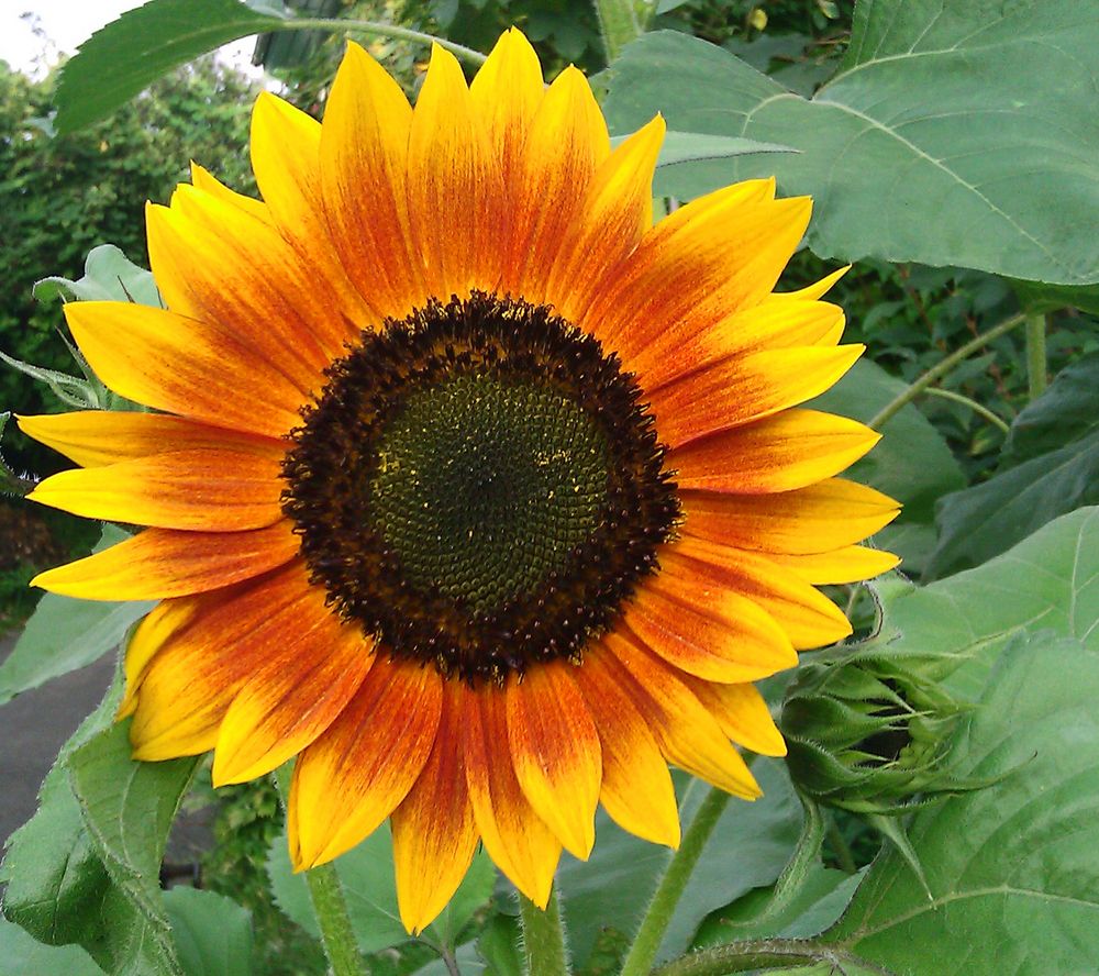 Nur eine Sonnenblume aber eine ganz Besondere Foto & Bild pflanzen