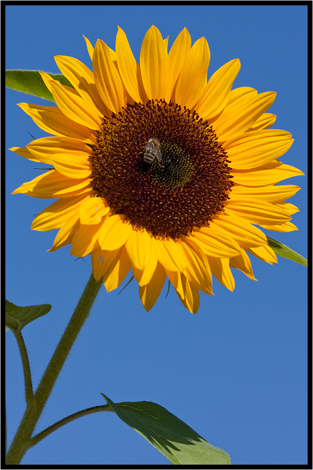nur eine Sonnenblume Foto & Bild | pflanzen, pilze & flechten, blüten