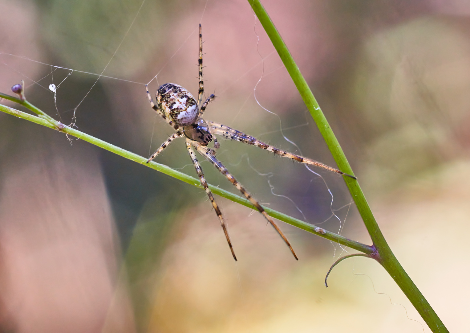 Nur eine Spinne