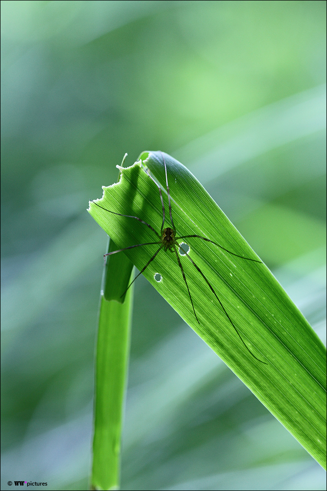 ... nur eine Spinne