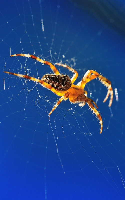 Nur eine Spinne im Herbstlicht