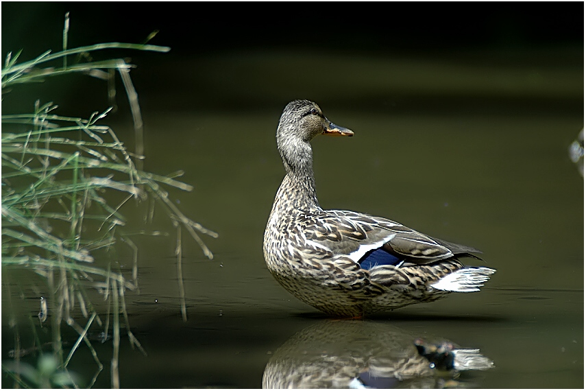 Nur eine Stockente