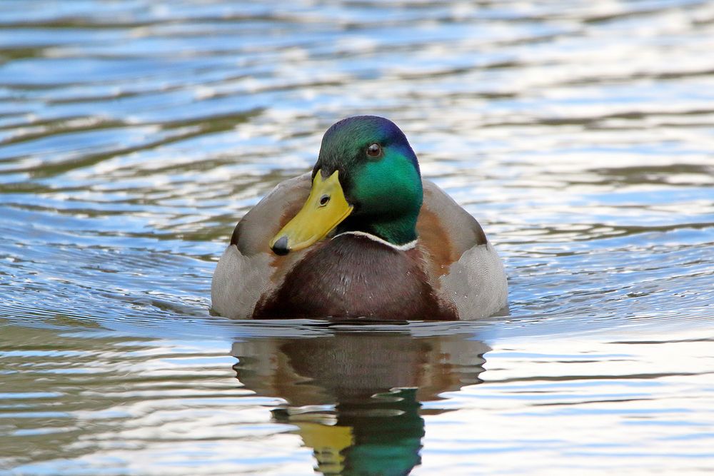 Nur eine Stockente.....