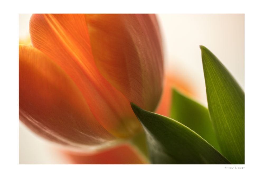 Nur eine Tulpe