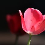 nur eine Tulpe