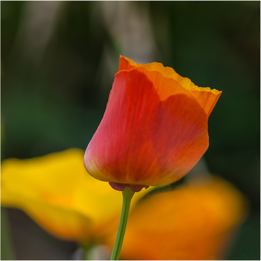 Nur eine Tulpe