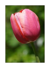 Nur eine Tulpe