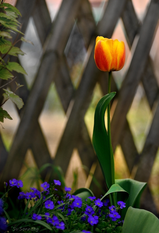 Nur eine Tulpe ...