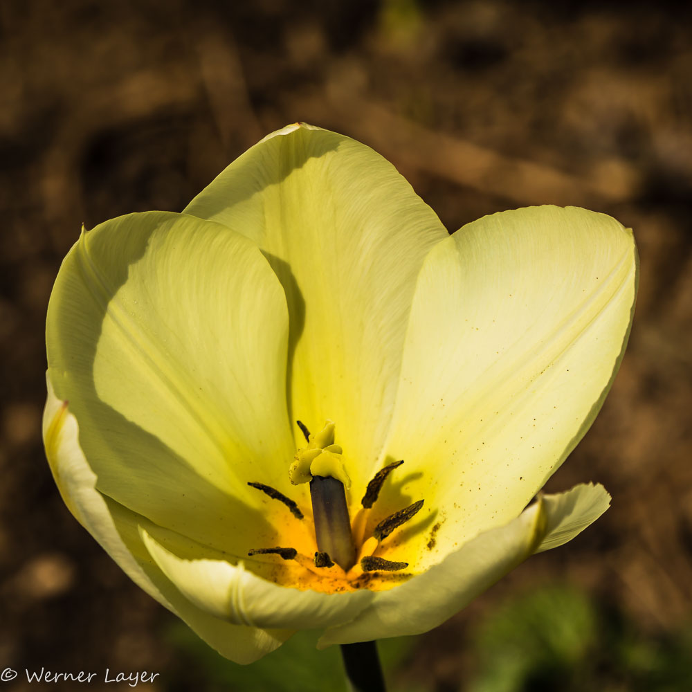 Nur eine Tulpe