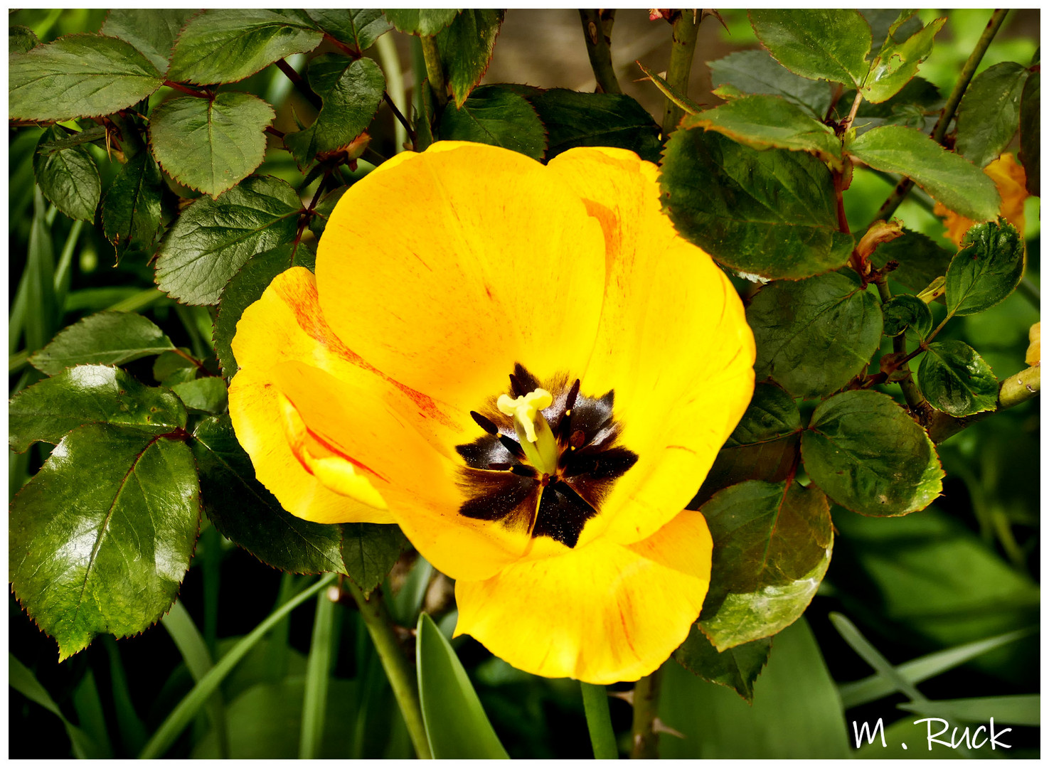 Nur eine Tulpenblüte 