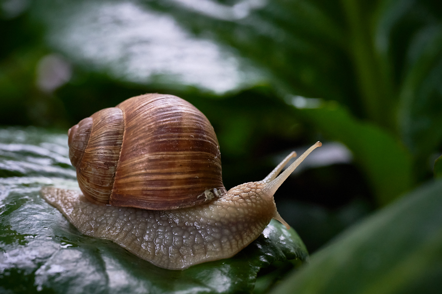 Nur eine Weinbergschnecke