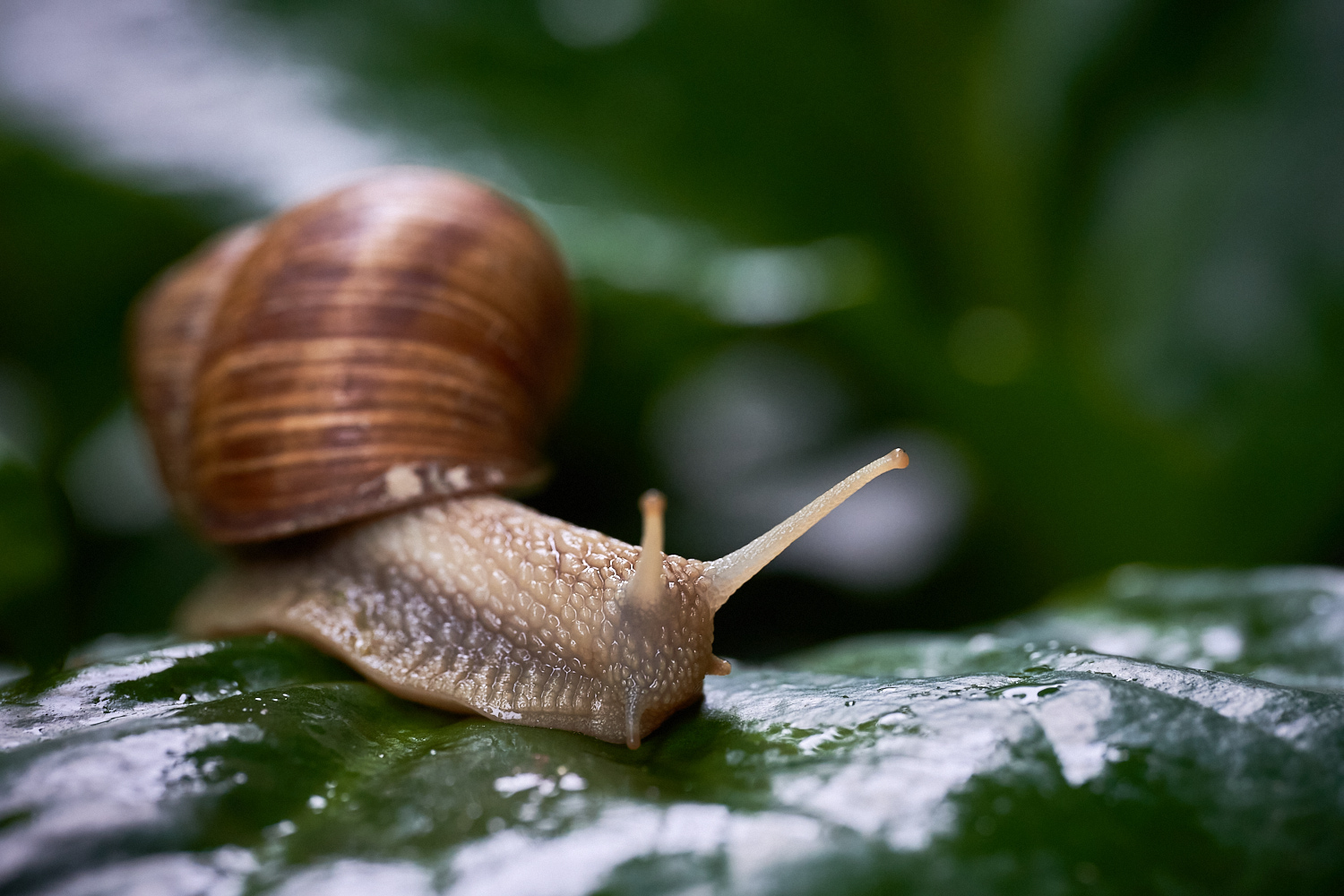 Nur eine Weinbergschnecke