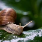 Nur eine Weinbergschnecke