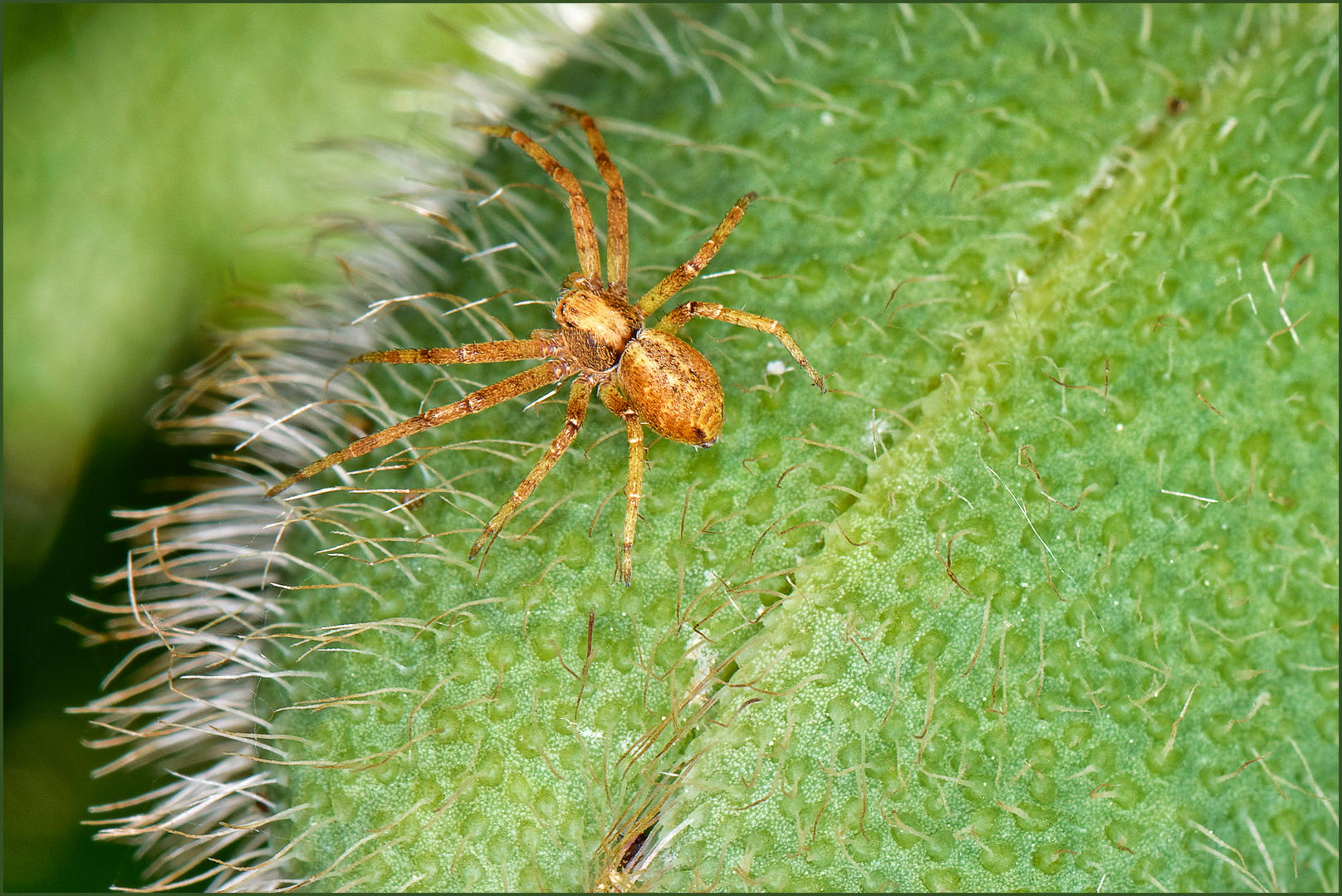 Nur eine winzige Spinne.