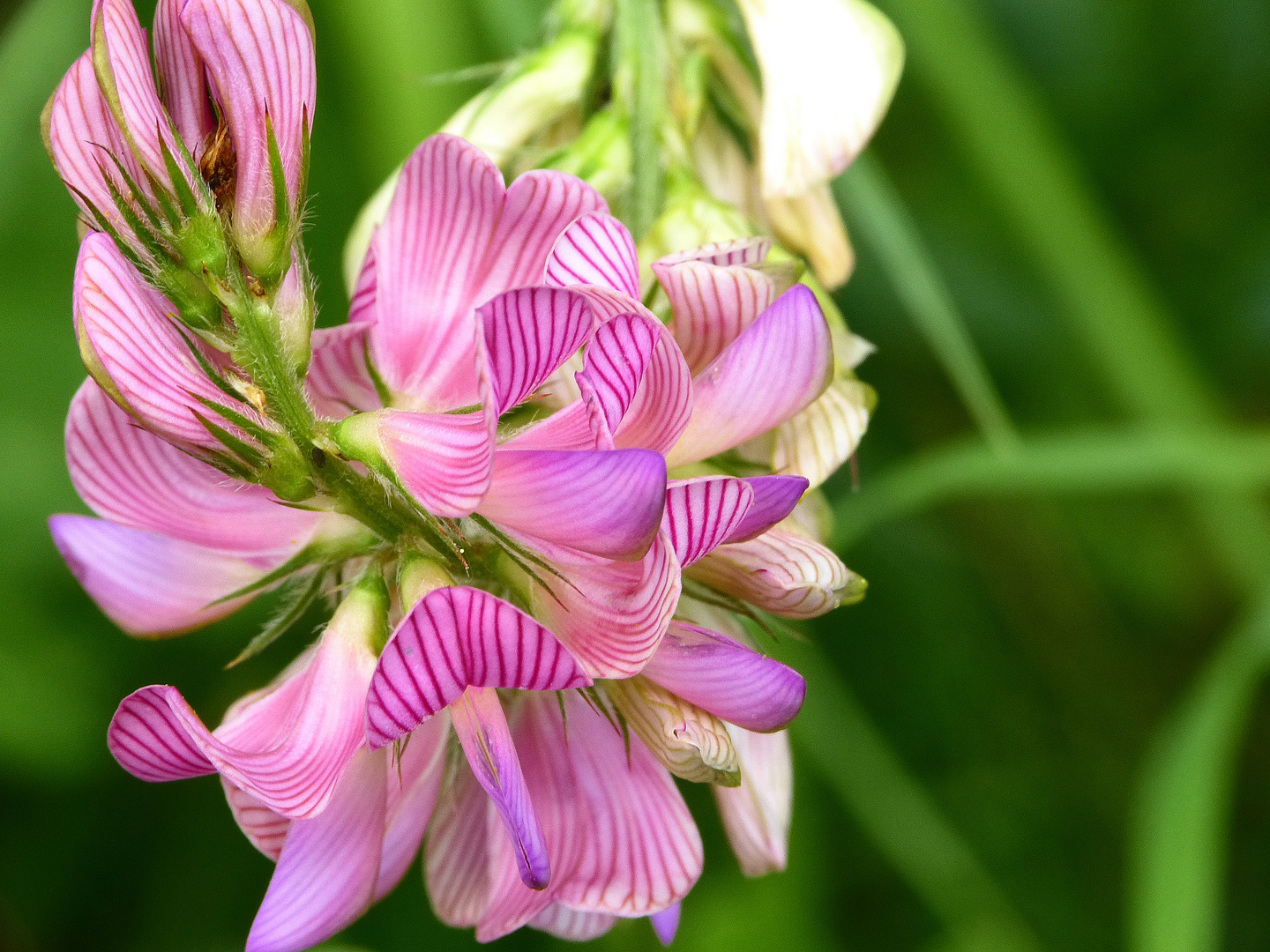 nur eine winzige Wiesenblume