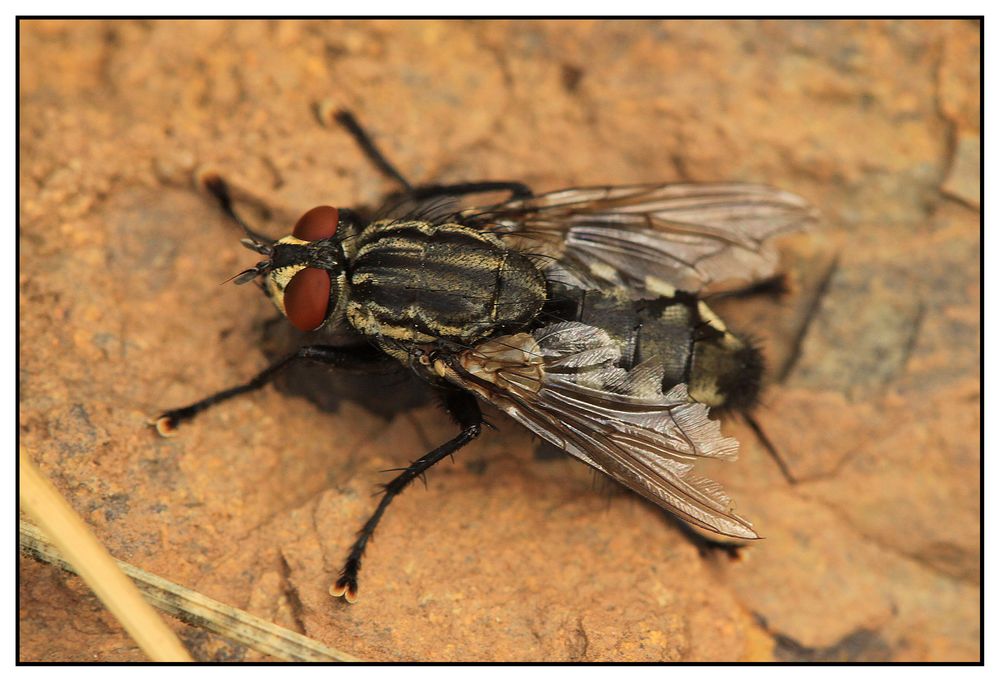 Nur eine....Graue Fleischfliege (Sarcophaga carnaria)