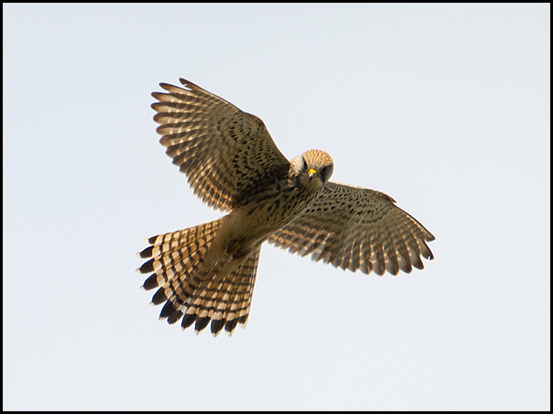 Nur einen Augenblick rüttelte der Turmfalke . . .