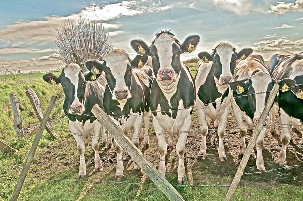 Nur einen Kuhblick entfernt