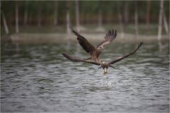 nur einer bekommt den Fisch