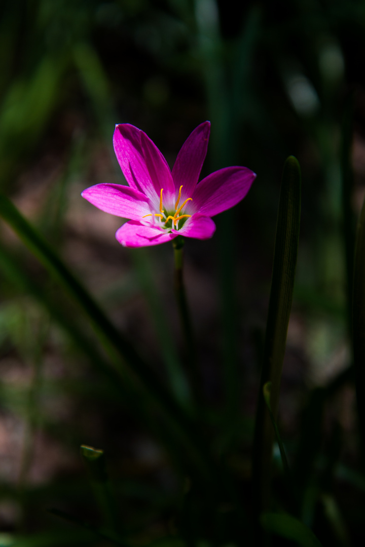 Nur einer der Blume