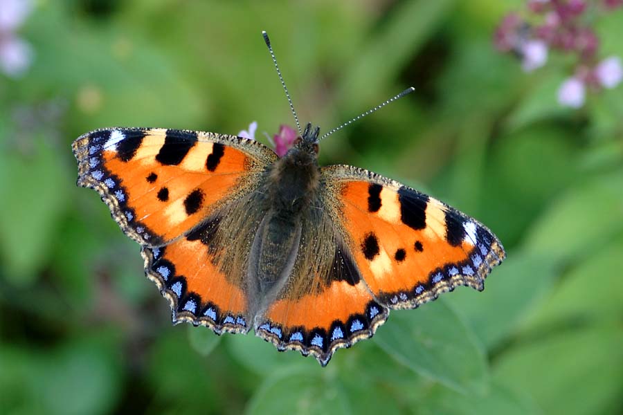 Nur einfach ein Schmetterling...