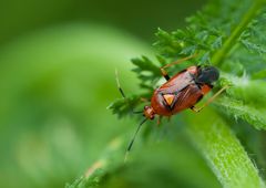 nur etwas größer als 1/2 cm