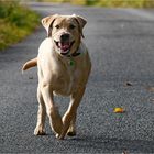 Nur falls das Wetter am Freitag nicht mit Hund anfängt...