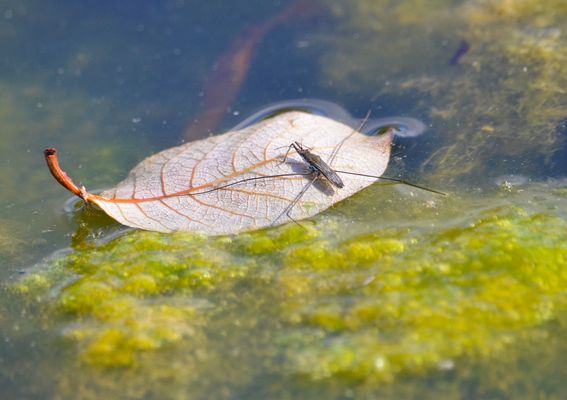 Nur faules Viehzeug unterwegs :0)